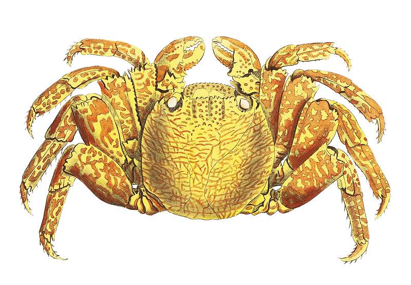 Varigated crab illustration from The Naturalist's Miscellany (1789-1813) by George Shaw (1751-1813).