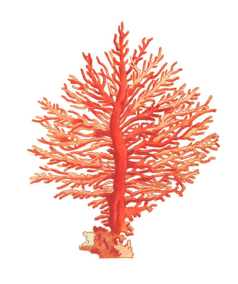 Pinnated Gorgonia illustration from The Naturalist's Miscellany (1789-1813) by George Shaw (1751-1813)