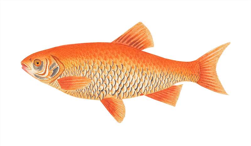 Orange carp or lady-fish illustration from The Naturalist's Miscellany (1789-1813) by George Shaw (1751-1813)