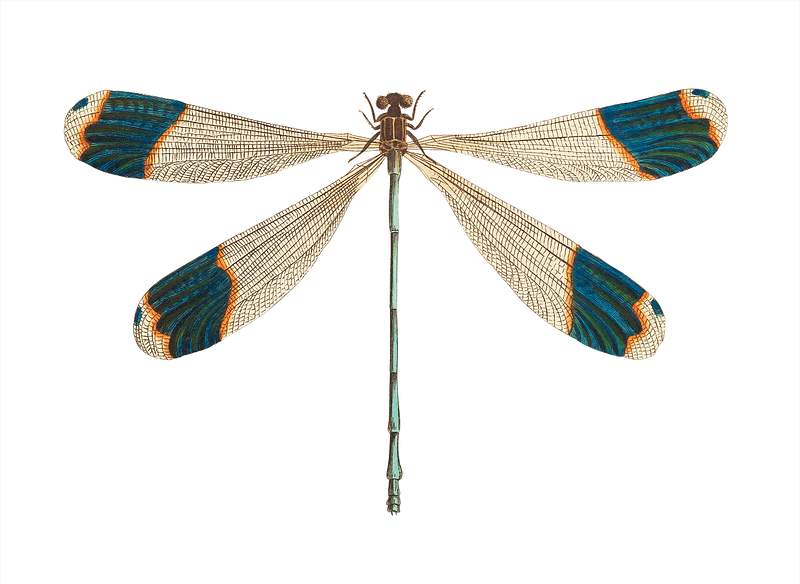 Blue-tipped Dragonfly illustration from The Naturalist's Miscellany (1789-1813) by George Shaw (1751-1813)