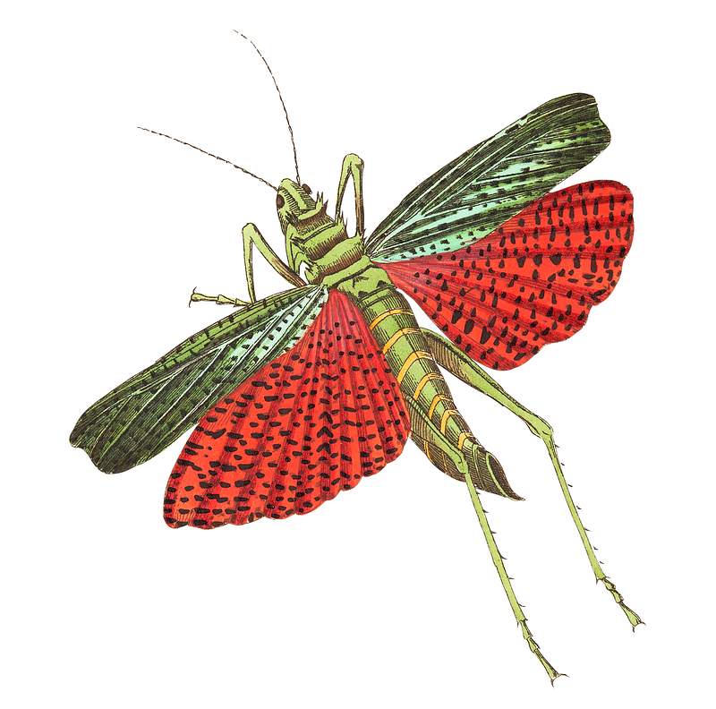 Triple-spined Locust illustration from The Naturalist's Miscellany (1789-1813) by George Shaw (1751-1813)