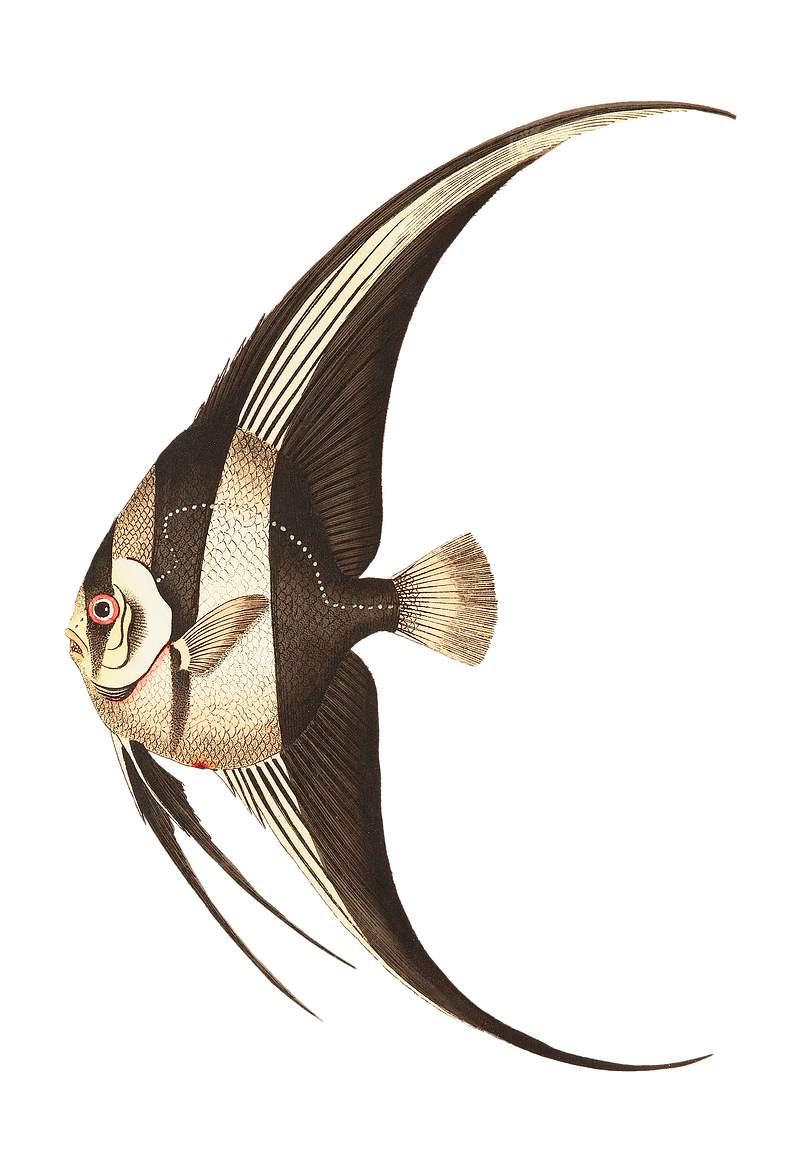 Long-finned Chaetodon illustration from The Naturalist's Miscellany (1789-1813) by George Shaw (1751-1813)