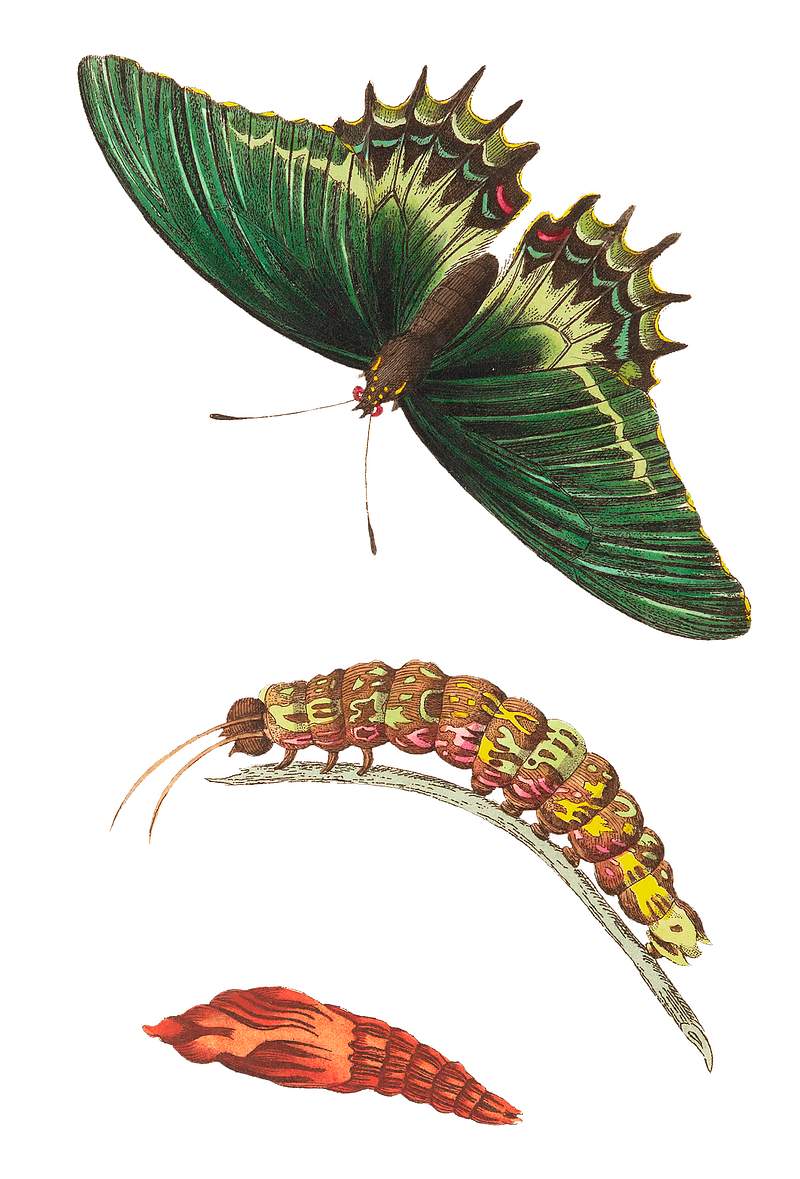 Androgeus swallowtail, queen page, or queen swallowtail life stages illustration from The Naturalist's Miscellany (1789-1813)…