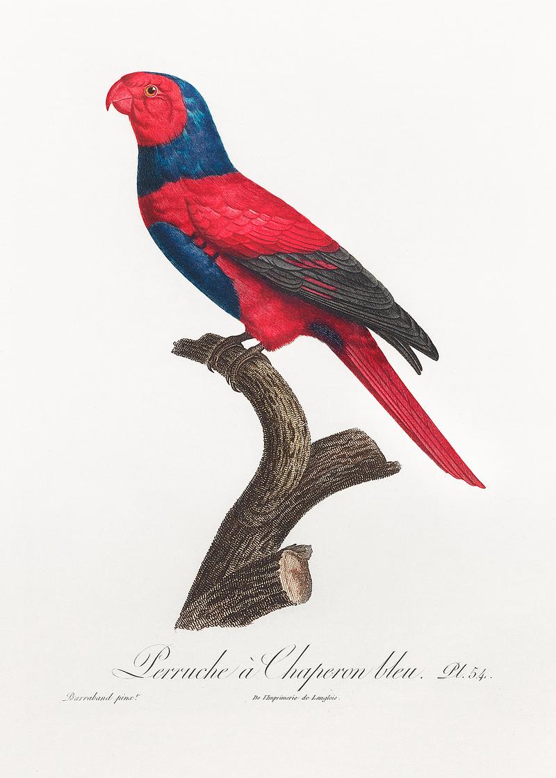 Violet-necked lory vintage poster Violet-necked lory, Eos squamata from Natural History of Parrots (1801—1805) by Francois Levaillant. Original from the…