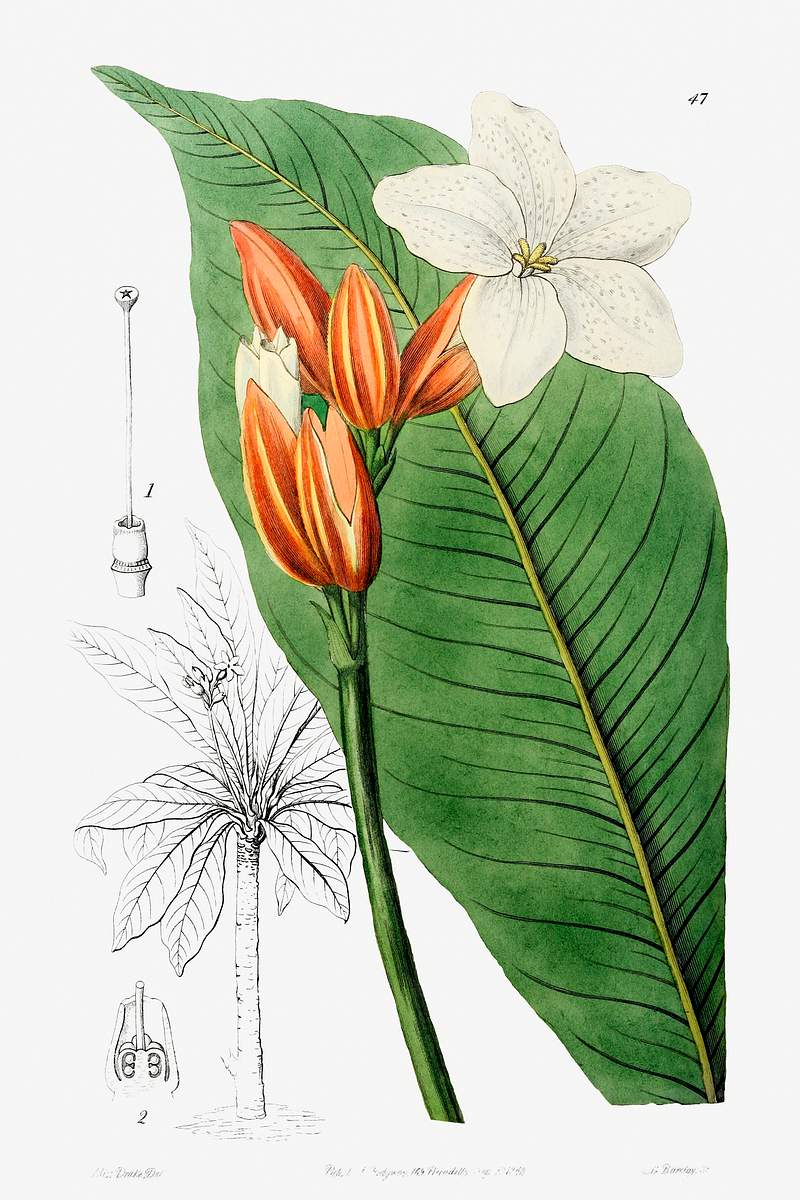 Brasilian red-coat from Edwards’s Botanical Register (1829—1847) by Sydenham Edwards, John Lindley, and James…