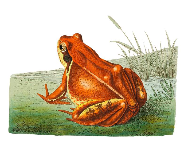 Frog illustration from The Naturalist's Miscellany (1789-1813) by George Shaw (1751-1813).