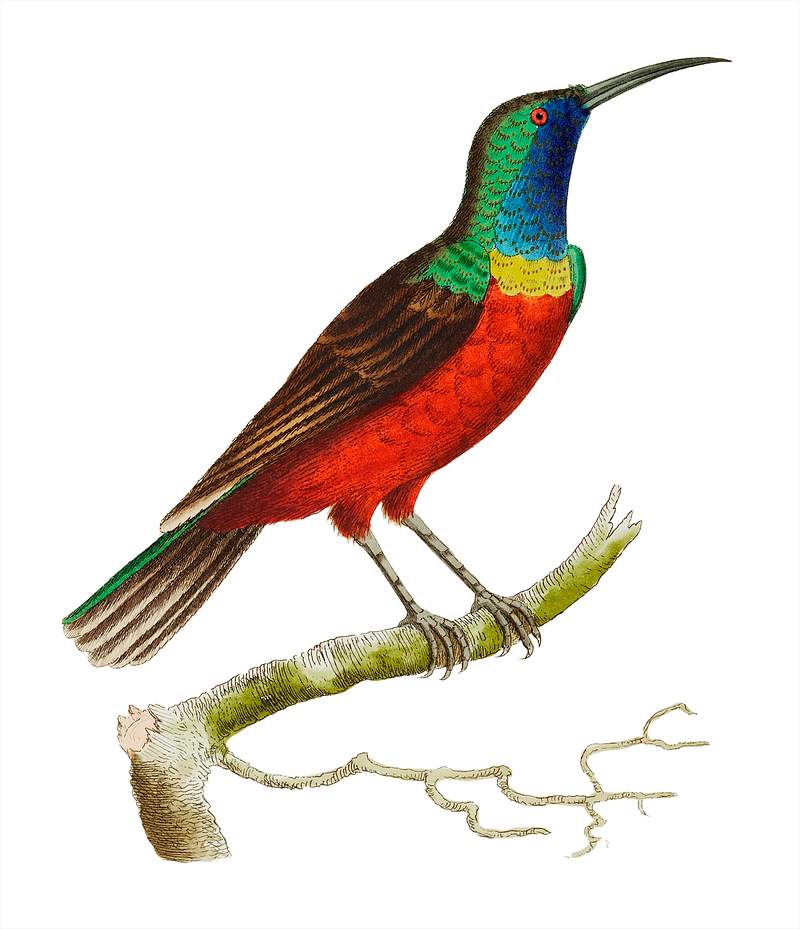 Superb Creeper or Gold-green Creeper illustration from The Naturalist's Miscellany (1789-1813) by George Shaw (1751-1813)