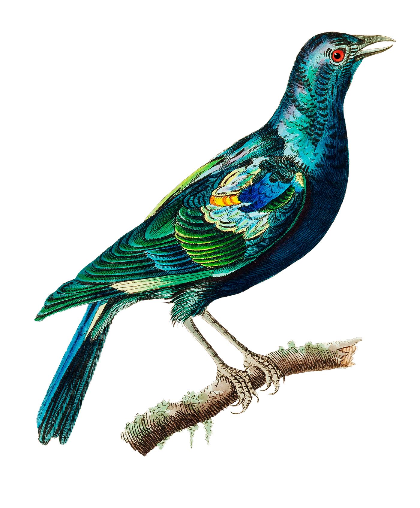Shining Stare or Green Stare illustration from The Naturalist's Miscellany (1789-1813) by George Shaw (1751-1813) Shining Stare or Green Stare illustration from The Naturalist's Miscellany (1789-1813) by George Shaw (1751-1813)