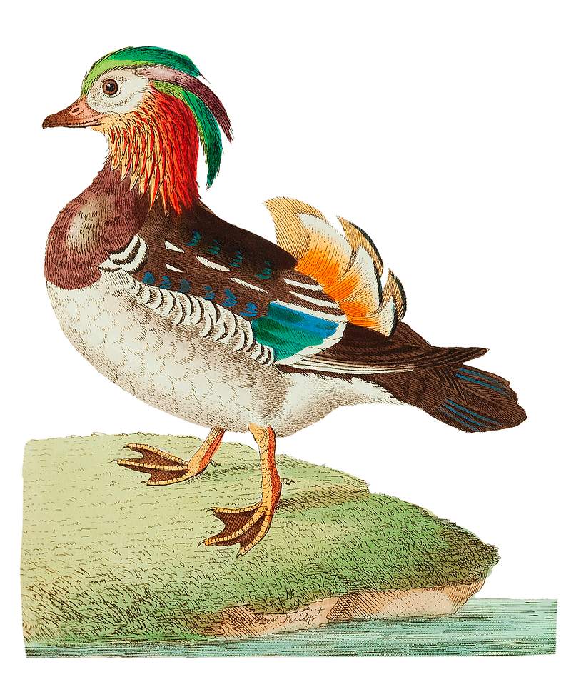 Chinese Teal or Mandarin Duck illustration from The Naturalist's Miscellany (1789-1813) by George Shaw (1751-1813) Chinese Teal or Mandarin Duck illustration from The Naturalist's Miscellany (1789-1813) by George Shaw (1751-1813)