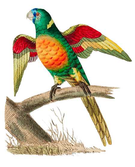 Red-breasted Parrakeet or Long-tailed Green Parrot illustration from The Naturalist's Miscellany (1789-1813) by George Shaw (1751-1813) Red-breasted Parrakeet or Long-tailed Green Parrot illustration from The Naturalist's Miscellany (1789-1813) by George Shaw…