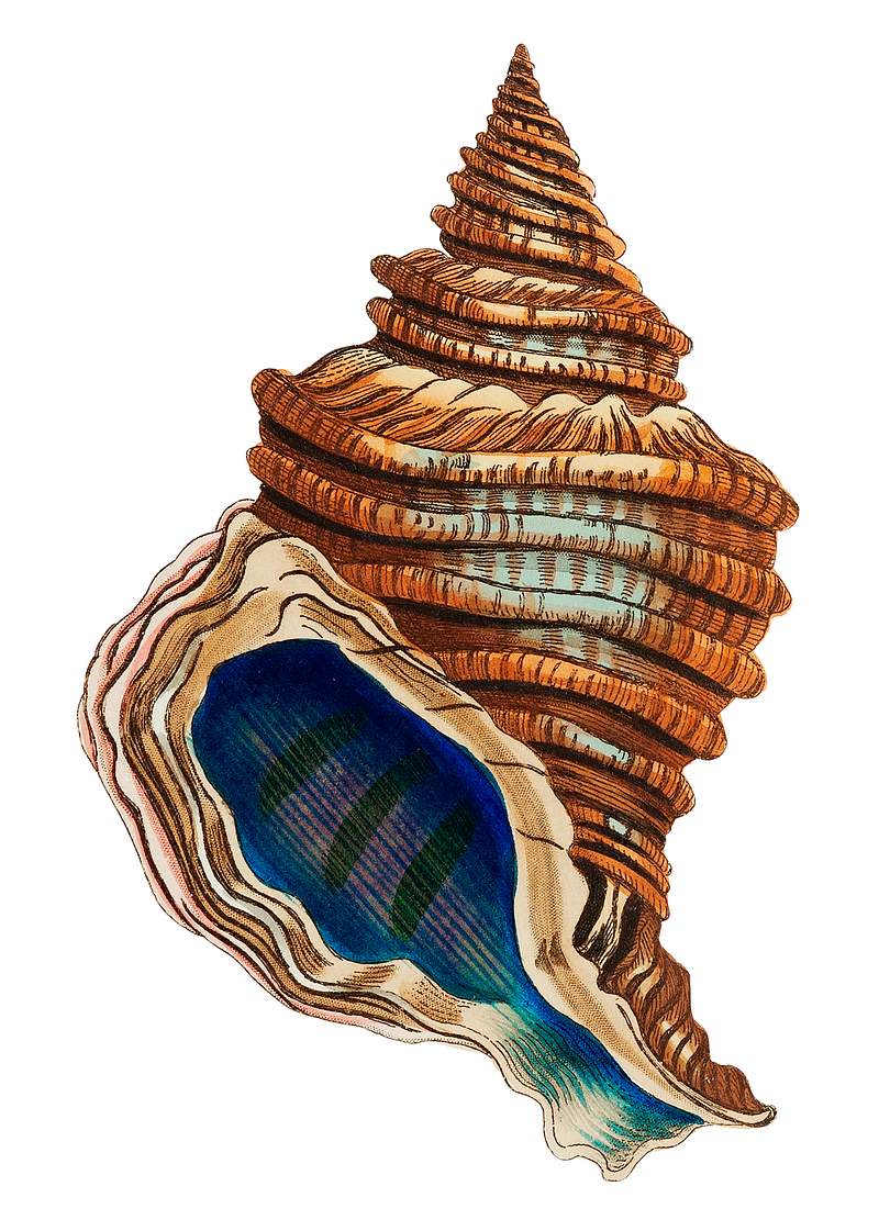 Shell club-shaped illustration from The Naturalist's Miscellany (1789-1813) by George Shaw (1751-1813)