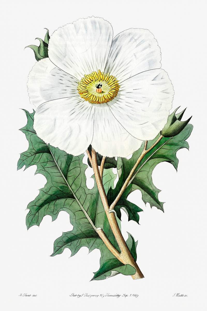 Large-flowered Mexican poppy from Edwards’s Botanical Register (1829—1847) by Sydenham Edwards, John Lindley, and…