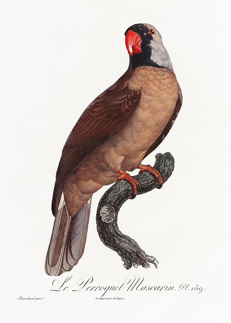 Mascarine parrot vintage poster Mascarine Parrot from Natural History of Parrots (1801—1805) by Francois Levaillant. Original from the Biodiversity…