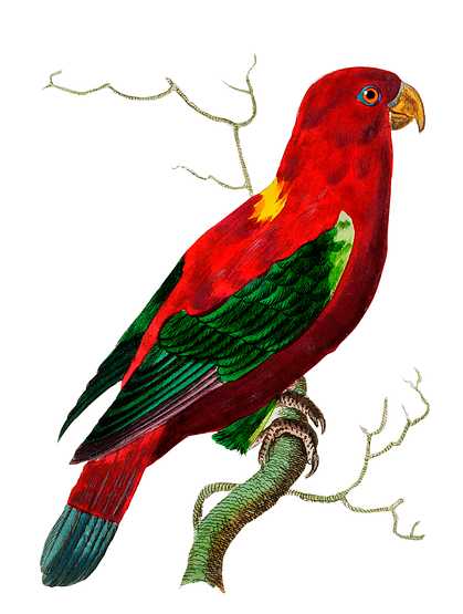 Ceram Lory or Scarlet Lory illustration from The Naturalist's Miscellany (1789-1813) by George Shaw (1751-1813) Ceram Lory or Scarlet Lory illustration from The Naturalist's Miscellany (1789-1813) by George Shaw (1751-1813) - animal…