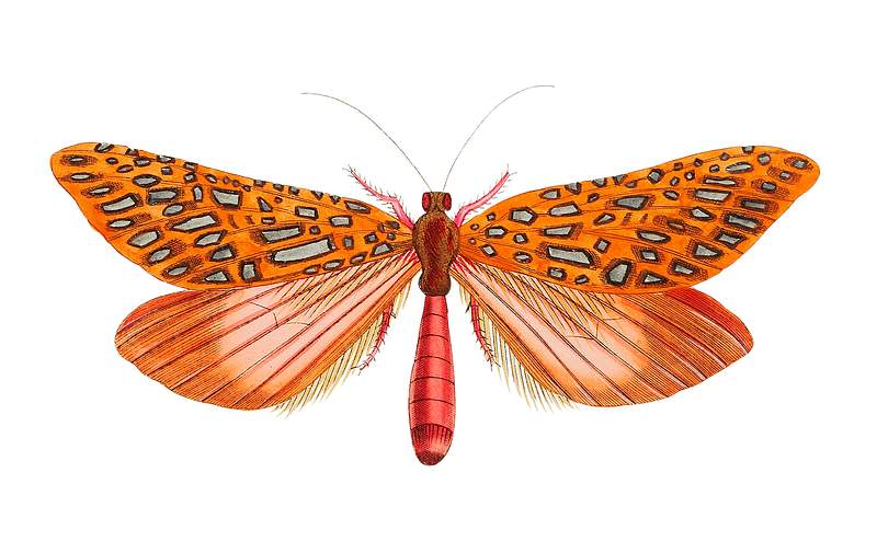 Venus Moth illustration from The Naturalist's Miscellany (1789-1813) by George Shaw (1751-1813)