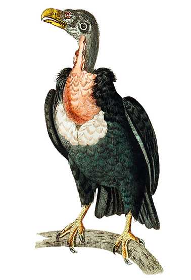 Pondicherry Vulture or Black Vulture illustration from The Naturalist's Miscellany (1789-1813) by George Shaw (1751-1813) Pondicherry Vulture or Black Vulture illustration from The Naturalist's Miscellany (1789-1813) by George Shaw (1751-1813) -…