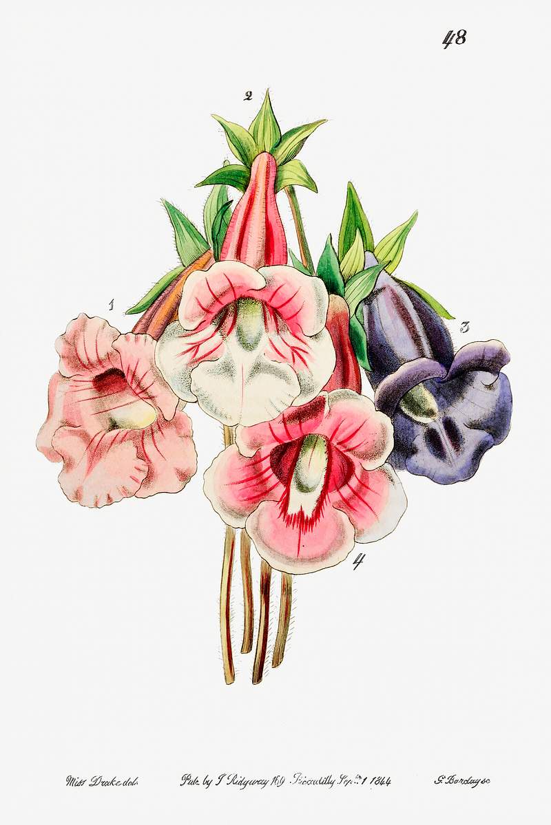 Gloxinia flower varieties from Edwards’s Botanical Register (1829—1847) by Sydenham Edwards, John Lindley, and…