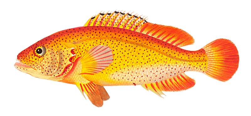 Golden Holocentrus illustration from The Naturalist's Miscellany (1789-1813) by George Shaw (1751-1813)