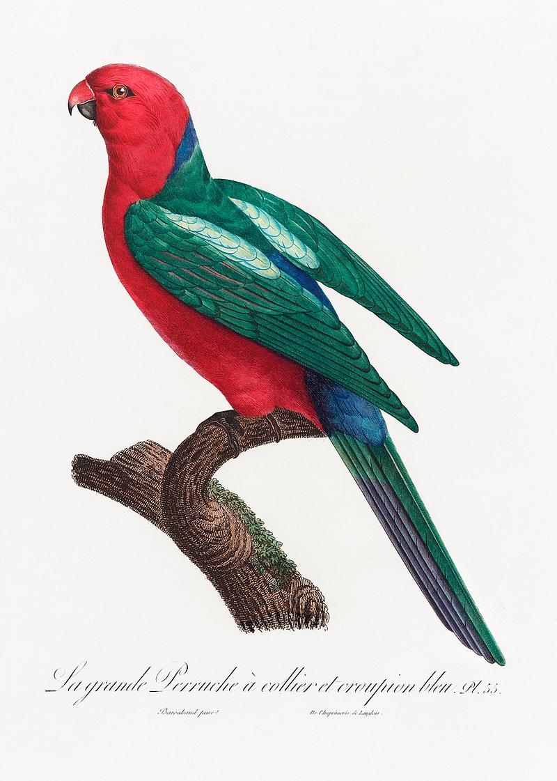 Australian king parrot vintage poster The Australian king parrot, Alisterus scapularis from Natural History of Parrots (1801—1805) by Francois Levaillant.…