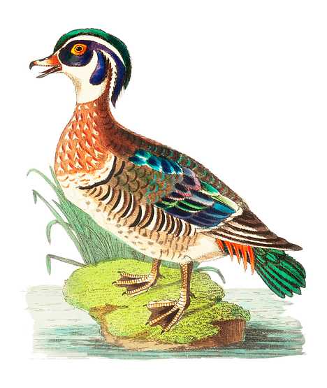 Summer Duck illustration from The Naturalist's Miscellany (1789-1813) by George Shaw (1751-1813) Summer Duck illustration from The Naturalist's Miscellany (1789-1813) by George Shaw (1751-1813) - animal, antique, art…