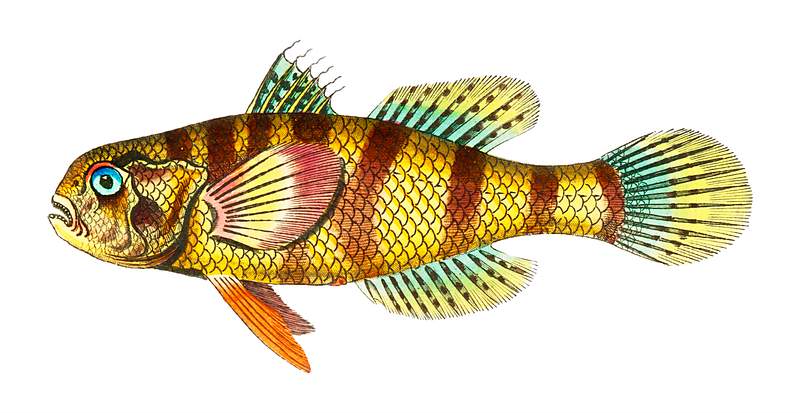 Large-scaled sciaena illustration from The Naturalist's Miscellany (1789-1813) by George Shaw (1751-1813)