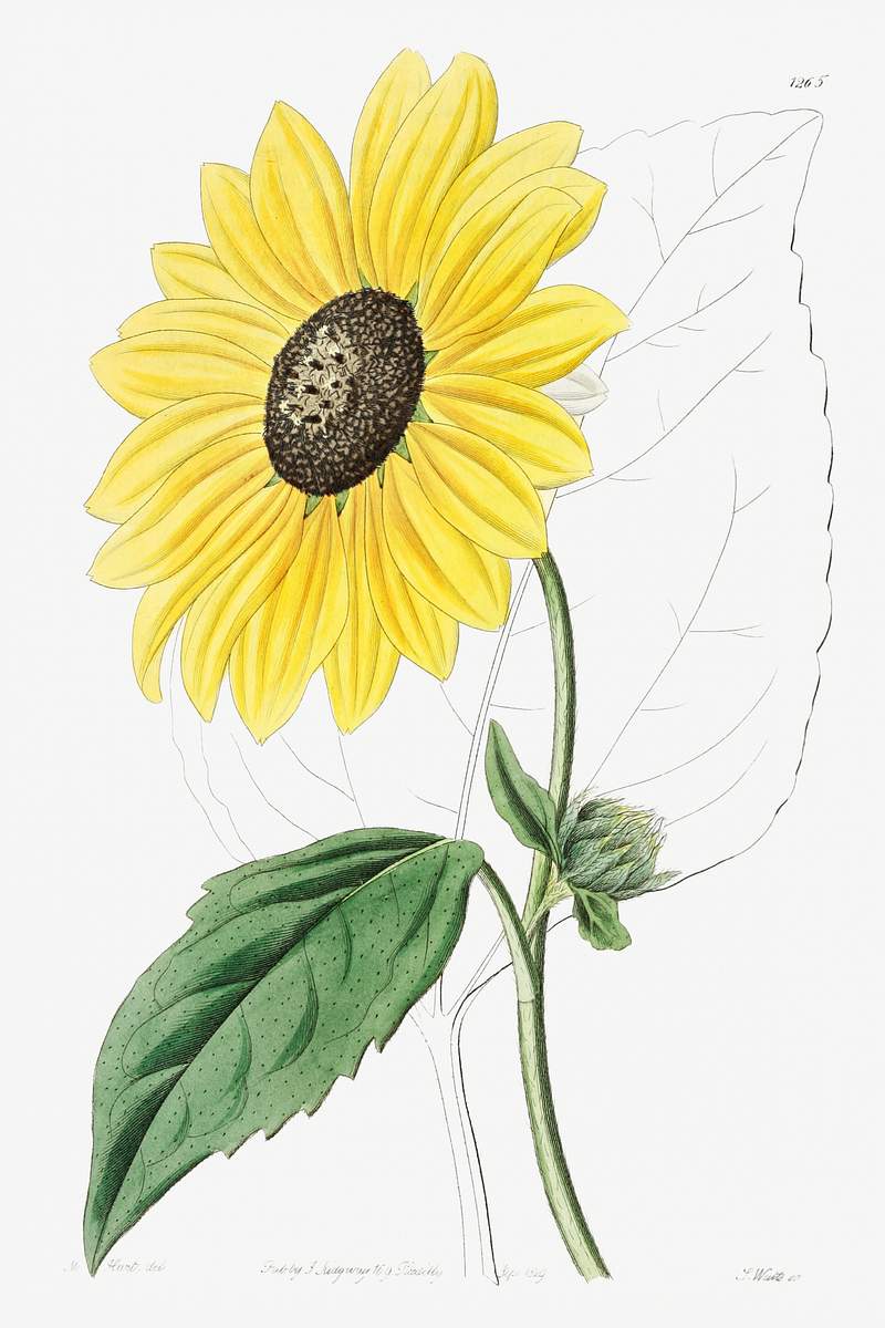 Californian Sunflower from Edwards’s Botanical Register (1829—1847) by Sydenham Edwards, John Lindley, and James…