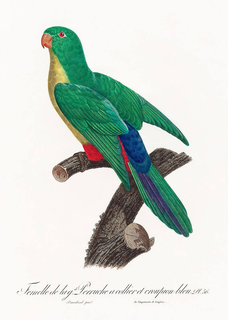 Crossbreed between parakeet and parrot Crossbreed between rose-ringed parakeet and blue-rumped parrot, female from Natural History of Parrots (1801—1805) by…