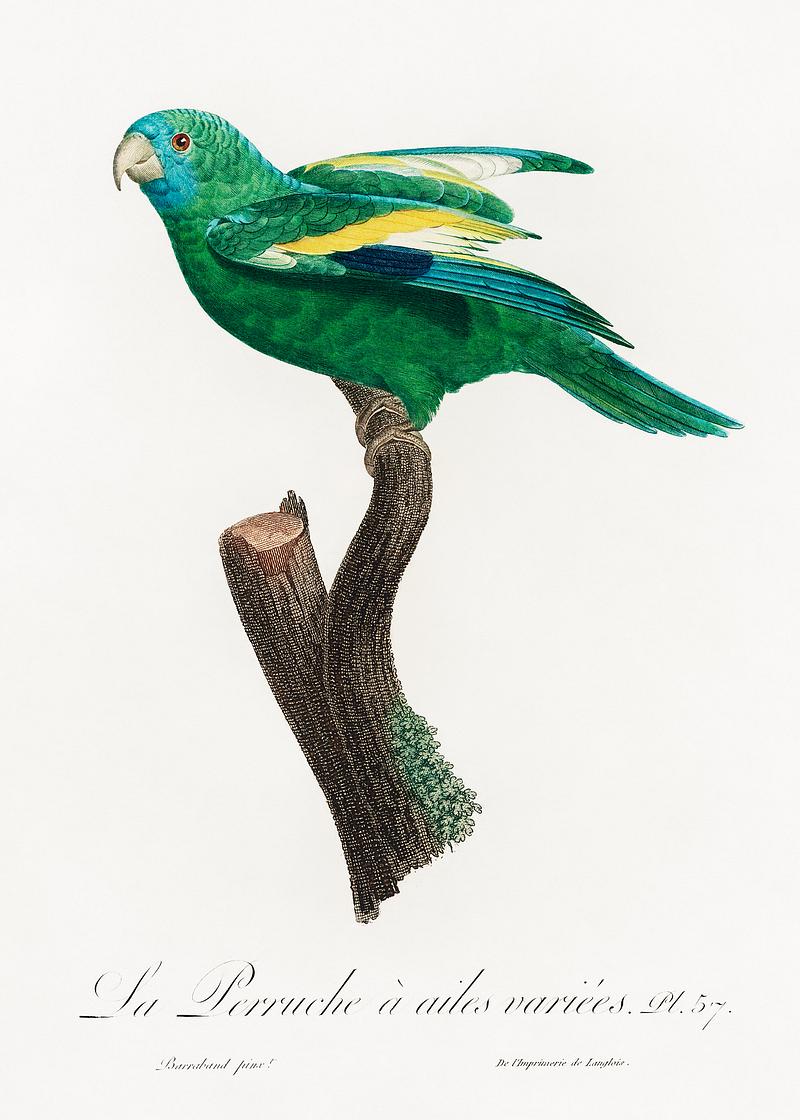 Canary-winged parakeet vintage poster The white-winged parakeet, Brotogeris versicolurus from Natural History of Parrots (1801—1805) by Francois Levaillant.…