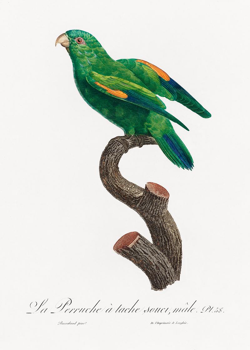 Sumba lorikeet vintage poster The marigold lorikeet, Trichoglossus capistratus, male from Natural History of Parrots (1801—1805) by Francois…