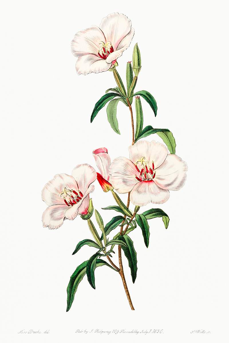 Wine-stained godetia from Edwards’s Botanical Register (1829—1847) by Sydenham Edwards, John Lindley, and James…