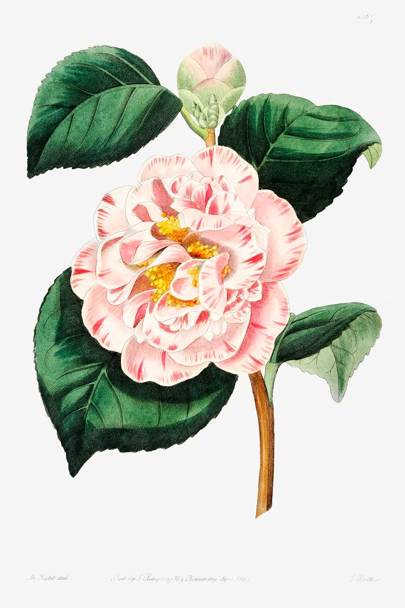 Gray's invincible camellia from Edwards’s Botanical Register (1829—1847) by Sydenham Edwards, John Lindley, and…