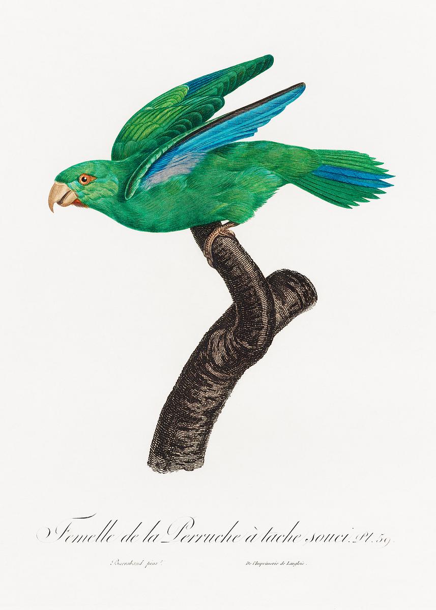Marigold parakeet vintage poster | Free public domain illustration Marigold Parakeet, Female from Natural History of Parrots (1801—1805) by Francois Levaillant. Original from the…