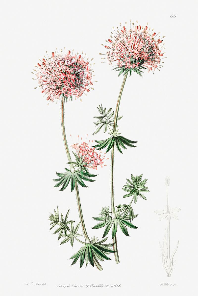 Caucasian crosswort poster Long-styled crucianella from Edwards’s Botanical Register (1829—1847) by Sydenham Edwards, John Lindley, and…