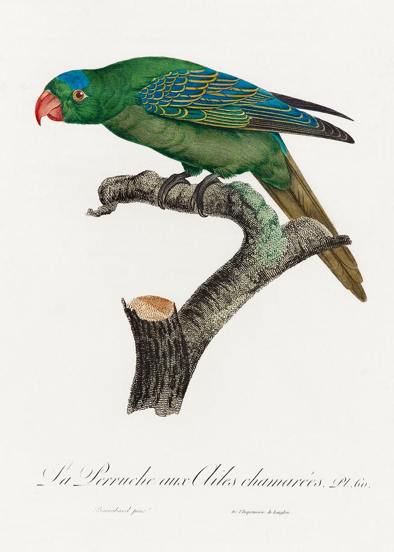 Philippine green parrot vintage poster The Blue-Naped Parrot, Tanygnathus lucionensis from Natural History of Parrots (1801—1805) by Francois Levaillant.…