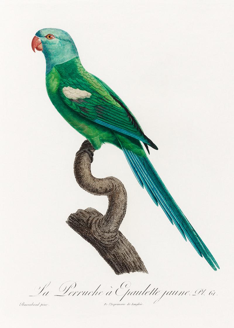 Yellow-shouldered parrot vintage poster The Yellow-Shouldered Amazon, Amazona barbadensis from Natural History of Parrots (1801—1805) by Francois Levaillant.…
