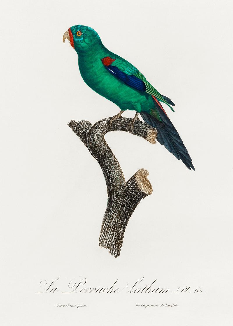 Swift parrot vintage poster The Swift Parrot, Lathamus discolor from Natural History of Parrots (1801—1805) by Francois Levaillant. Original from…