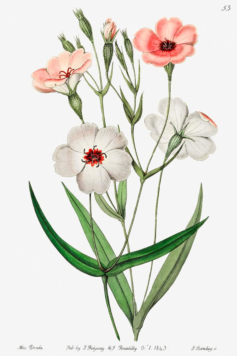 Dark-eyed viscaria from Edwards’s Botanical Register (1829—1847) by Sydenham Edwards, John Lindley, and James…