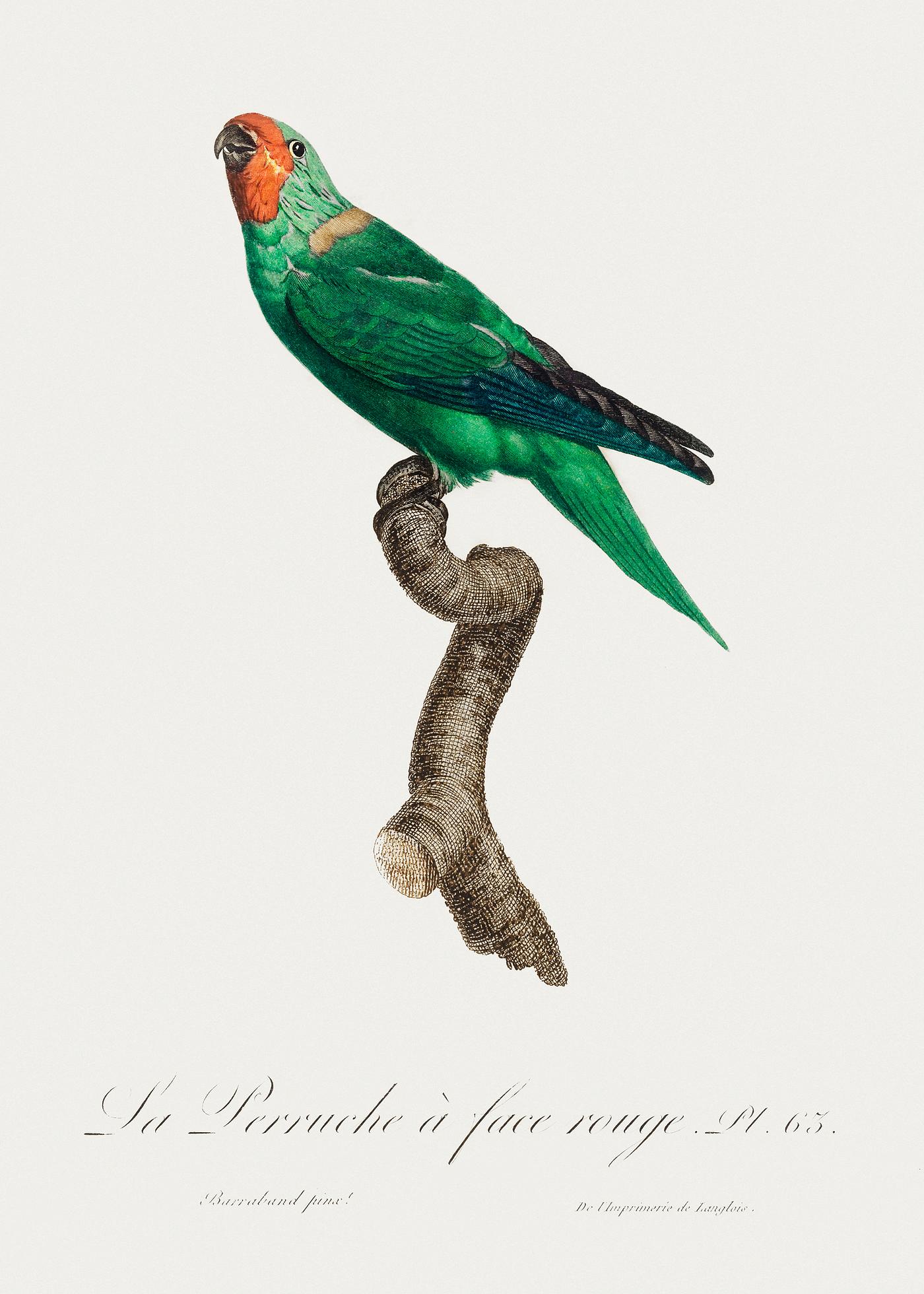 The Red-Faced Parrot, Hapalopsittaca pyrrhops from Natural History of Parrots (1801—1805) by Francois Levaillant.... The Red-Faced Parrot, Hapalopsittaca pyrrhops from Natural History of Parrots (1801—1805) by Francois Levaillant....