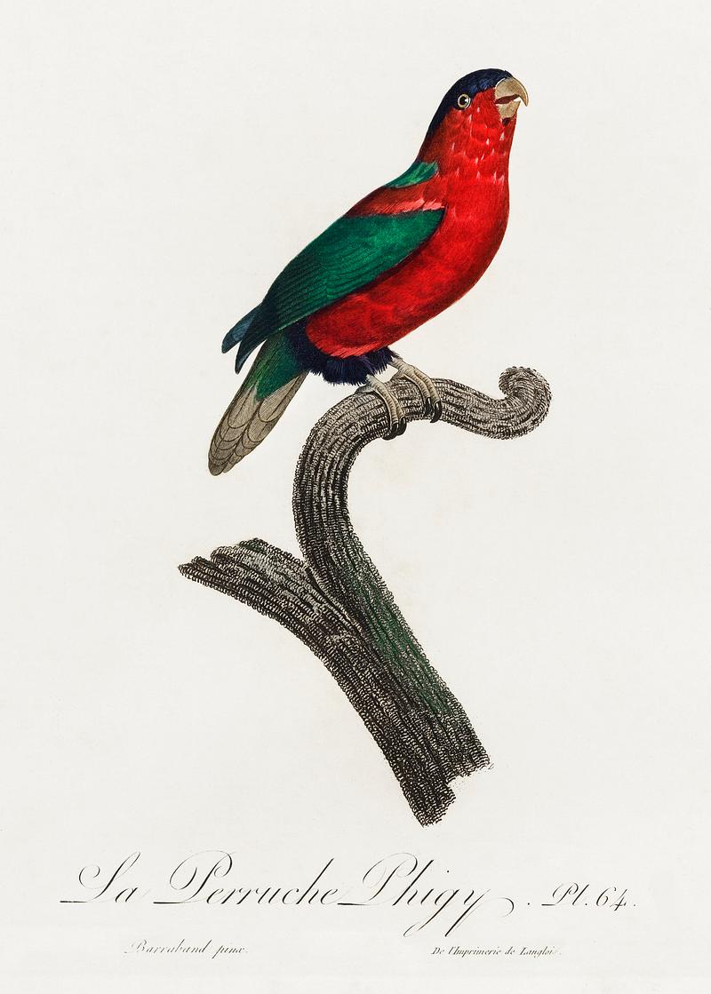 Pygmy parrot vintage poster The Phigy Parrot, Psittacus phigy from Natural History of Parrots (1801—1805) by Francois Levaillant. Original from the…