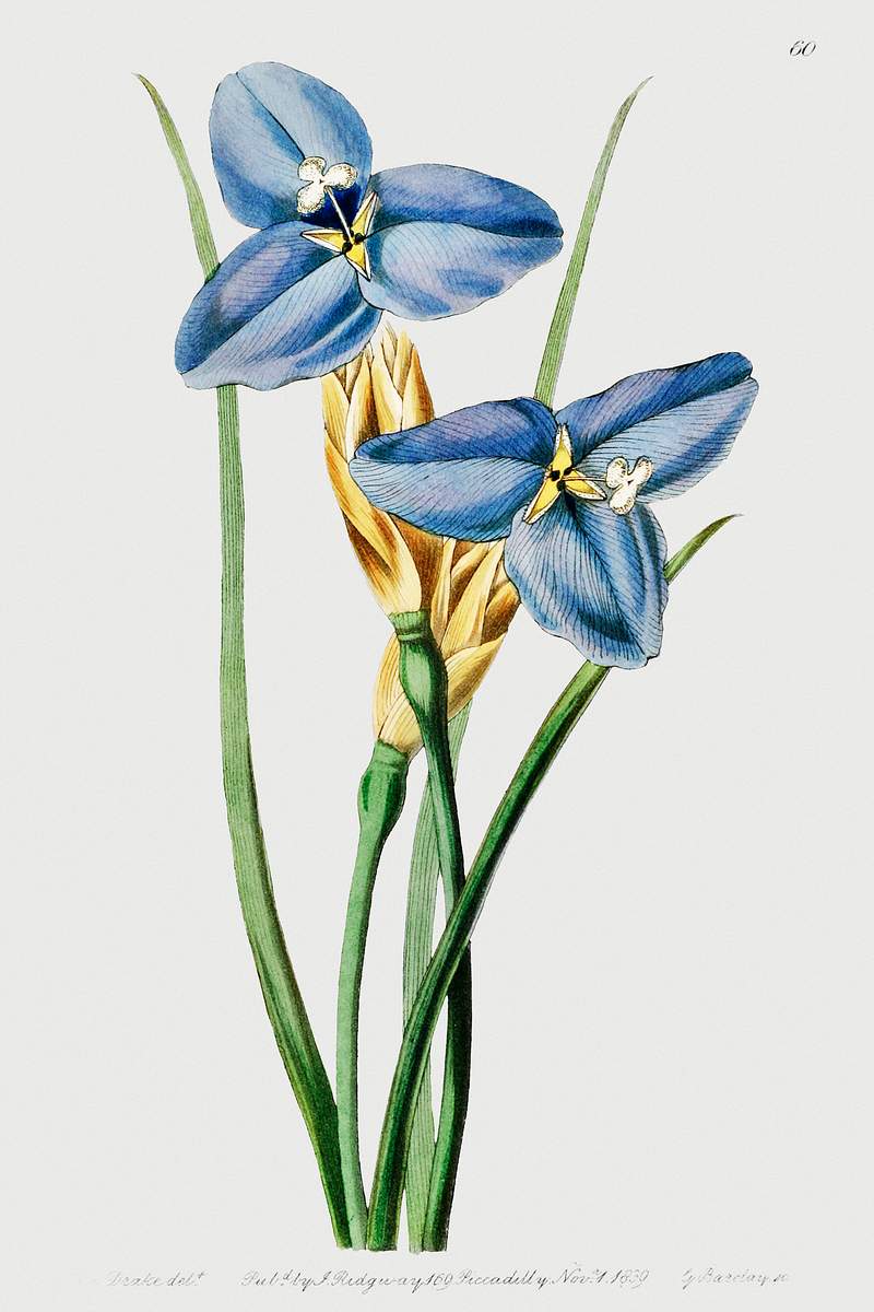 Sapphire patersonia from Edwards’s Botanical Register (1829—1847) by Sydenham Edwards, John Lindley, and James…
