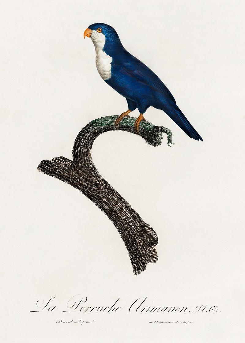 Arimanon parakeet vintage poster The Arimanon Parakeet from Natural History of Parrots (1801—1805) by Francois Levaillant. Original from the…