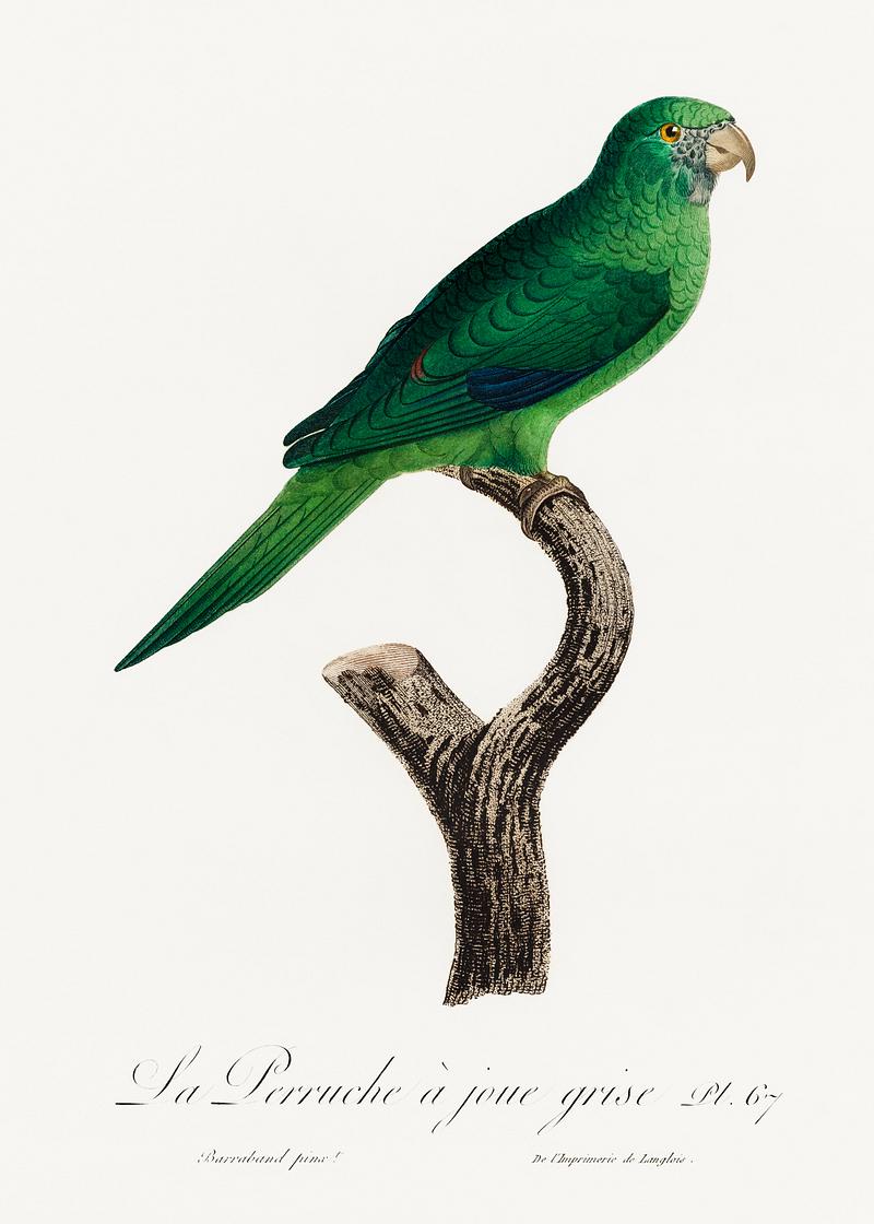 Grey-cheeked parakeet vintage poster The Grey-Cheeked Parakeet (Brotogeris pyrrhoptera) from Natural History of Parrots (1801—1805) by Francois Levaillant.…