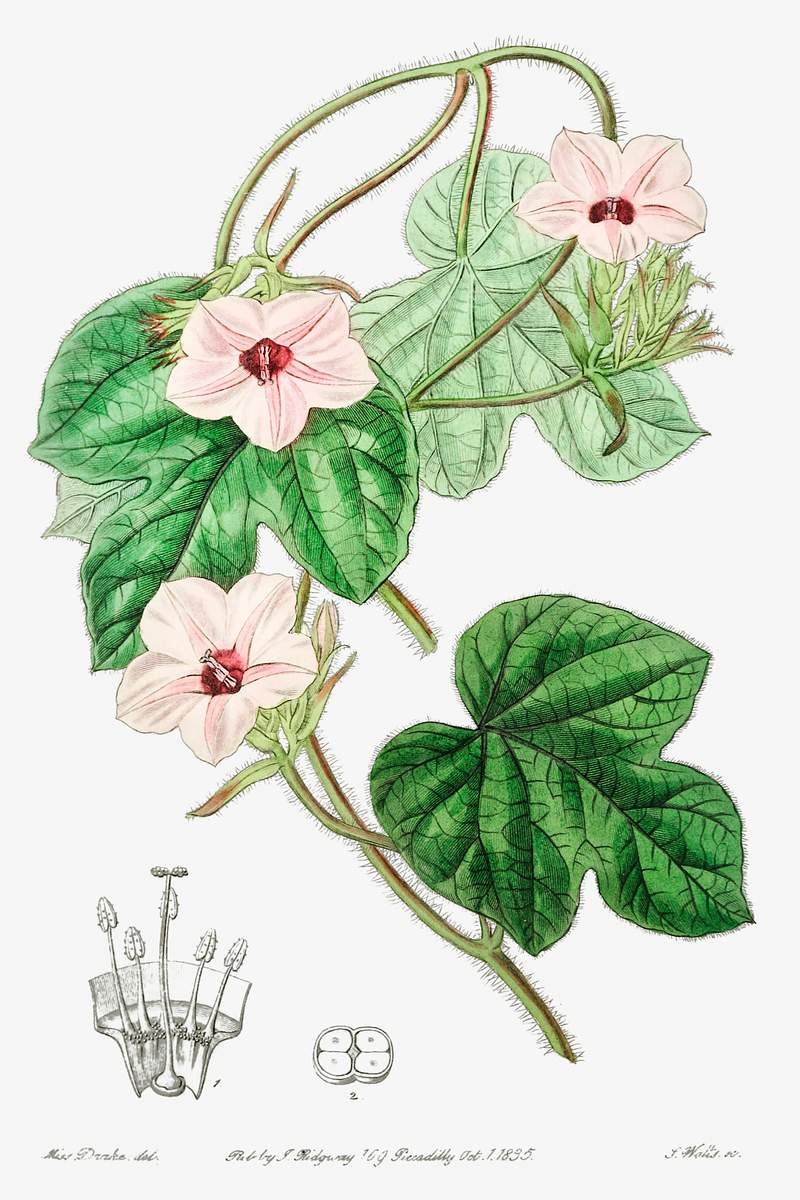 Mr.Aiton's ipomoea from Edwards’s Botanical Register (1829—1847) by Sydenham Edwards, John Lindley, and James…