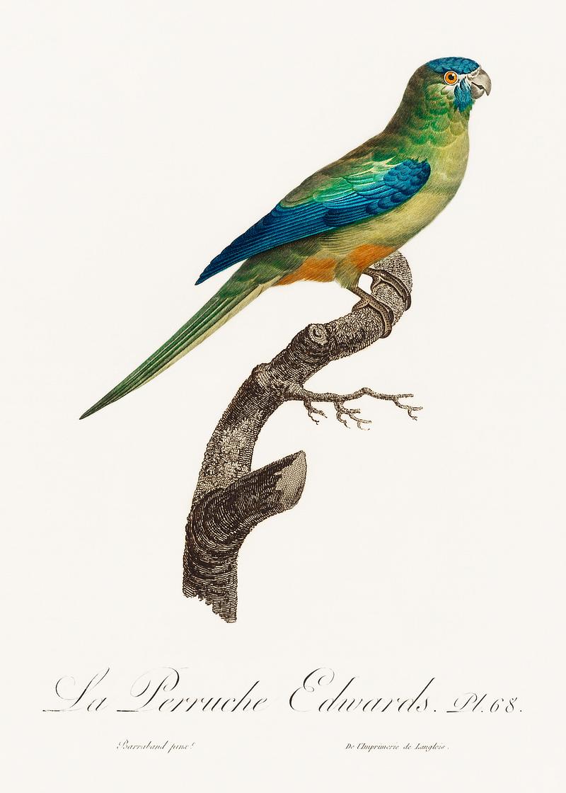 Turquoise parrot vintage poster Turcosine Ground Parakeet from Natural History of Parrots (1801—1805) by Francois Levaillant. Original from the…