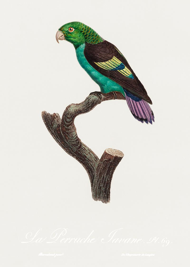 Peruvian black-winged parrot Black-winged Parakeet, Hapalopsittaca melanotis from Natural History of Parrots (1801—1805) by Francois Levaillant.…