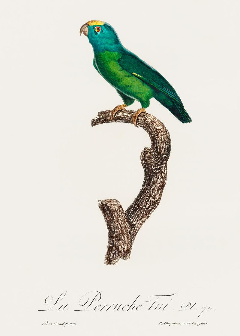 Tui parakeet vintage poster The Tui Parakeet, Brotogeris sanctithomae from Natural History of Parrots (1801—1805) by Francois Levaillant. Original…