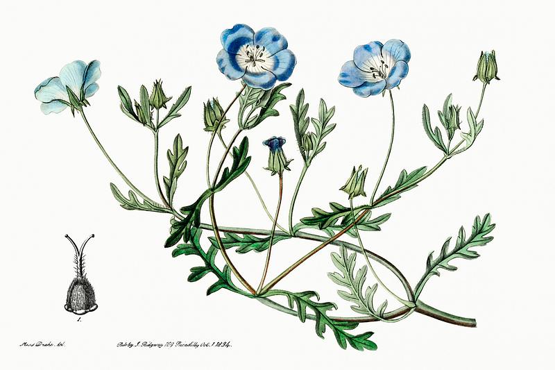 Baby blue eyes flower poster Shewy nemophila from Edwards’s Botanical Register (1829—1847) by Sydenham Edwards, John Lindley, and James…