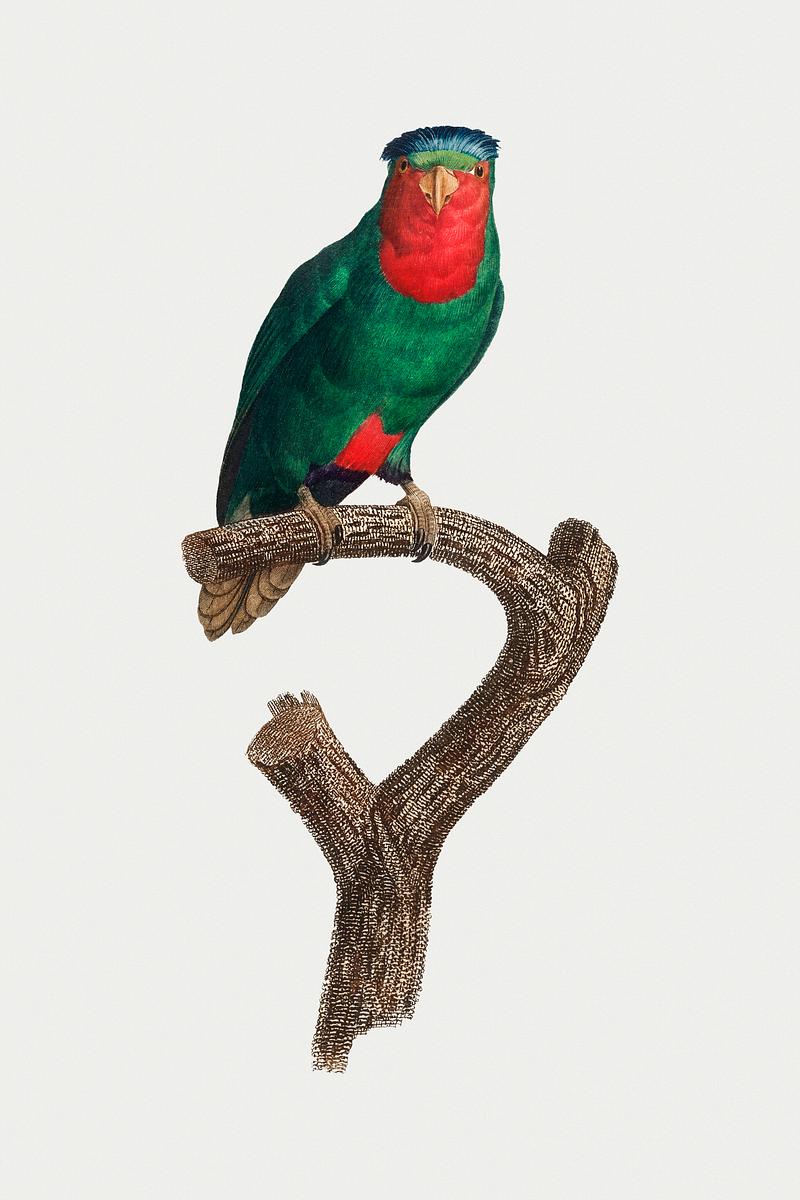 Blue-crowned lorikeet The Blue-crowned lorikeet vintage illustration