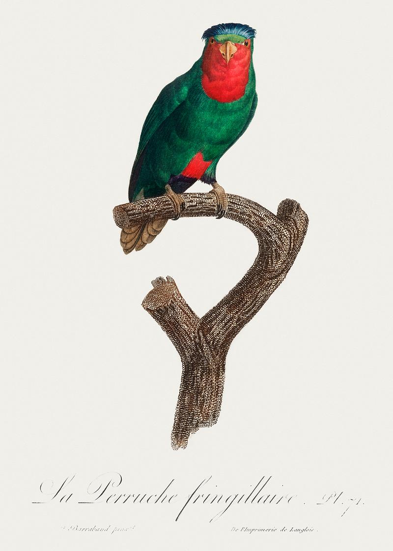 Blue-crowned lorikeet vintage poster The blue-crowned lorikeet, Vini australis from Natural History of Parrots (1801—1805) by Francois Levaillant. Original…