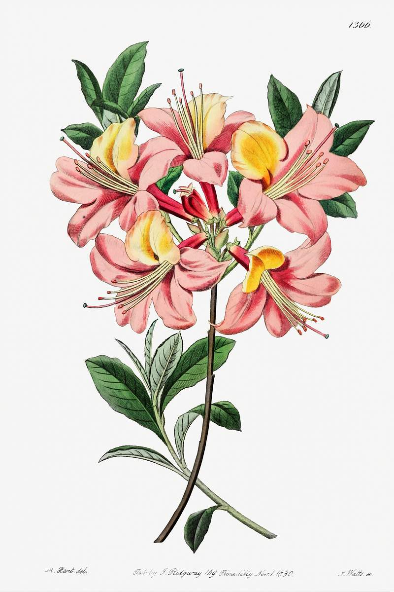 Changeable pontic azalea from Edwards’s Botanical Register (1829—1847) by Sydenham Edwards, John Lindley, and…